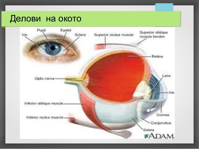 око орган за гледање