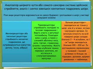 .
.
Аналізатор шкірного чуття або сомато-сенсорна система здійснює
сприйняття, аналіз і синтез зовнішніх контактних подразнень шкіри.
Різні види рецепторів відрізняються за своєю будовою і розташовані в шкірі у вигляді
своєрідної мозаїки
Механорецептори або
тактильні рецептори
сприймають механічні
подразнення, що
супроводжуються відчуттям
дотику, тиску, вібрації.
Терморецептори
сприймають холодові та
теплові подразнення і
беруть участь у регуляції
теплообміну. Розміщені
вони у шкірі, а також у
слизовій оболонці носа,
рота, гортані, стравоходу,
шлунка і кишечнику. Мають
вигляд клубочків тонких
нервових закінчень, які
містяться в
сполучнотканинних
капсулах
Больові рецептори—
знаходяться не тільки у
шкірі, але й у м’язах, кістках
і внутрішніх органах. Їх
загальна кількість на всій
поверхні шкіри складає
близько 2 – 4 мільйони, на 1
см²шкіри знаходиться
близько 100 – 200 шт. Їх
розташування нерівномірне:
у пахвовій і паховій
ділянках їх більше; на
підошвах, долонях, вушних
раковинах ― найменше.
 