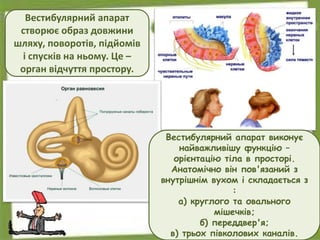 Вестибулярний апарат
створює образ довжини
шляху, поворотів, підйомів
і спусків на ньому. Це –
орган відчуття простору.
Вестибулярний апарат виконує
найважливішу функцію –
орієнтацію тіла в просторі.
Анатомічно він пов'язаний з
внутрішнім вухом і складається з
:
а) круглого та овального
мішечків;
б) переддвер'я;
в) трьох півколових каналів.
 