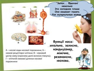 “Запах... Вдыхаю
невольно
Это холодное пламя
Оно омывает память
Как музыкальные волны.
Функції носа:
дихальна, захисна,
кондиціонер,
мімічна,
резонансна,
нюхова.
А – носові ходи носової порожнини; Б –
нюхові рецепторні клітини; В – кірковий
центр нюху (скронева доля великих півкуль);
Г – епітелій нюхової ділянки носової
порожнини
 