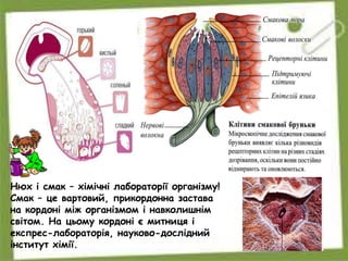 Нюх і смак – хімічні лабораторії організму!
Смак – це вартовий, прикордонна застава
на кордоні між організмом і навколишнім
світом. На цьому кордоні є митниця і
експрес-лабораторія, науково-дослідний
інститут хімії.
 
