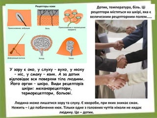 У зору є око, у слуху – вухо, у нюху
– ніс, у смаку – язик. А за дотик
відповідає вся поверхня тіла людини.
Його орган – шкіра. Види рецепторів
шкіри: механорецептори,
терморецептори, больові.
Людина може лишатися зору та слуху. Є хвороби, при яких зникає смак.
Нежить – і до побачення нюх. Тільки одне з головних чуттів ніколи не кидає
людину. Це – дотик.
Дотик, температура, біль. Ці
рецептори містяться на шкірі, яка є
величезним рецепторним полем.....
 
