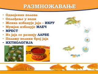 РАЗМНОЖАВАЊЕ
• Одвојених полова
• Оплођење у води
• Женка избацује јаја – ИКРУ
• Мужјак избацује МЛЕЧ
• МРЕСТ
• Из јаја се развију ЛАРВЕ
• Полажу велики број јаја
• ИХТИОЛОГИЈА
 