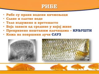 РИБЕ
• Рибе су прави водени кичмењаци
• Слане и слатке воде
• Тело издужено и вретенасто
• Боја зависи од средине у којој живе
• Прекривено коштаним плочицама – КРЉУШТИ
• Кожа на површини лучи СЛУЗ
 