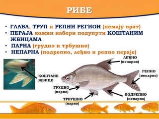 РИБЕ
• ГЛАВА, ТРУП и РЕПНИ РЕГИОН (немају врат)
• ПЕРАЈА кожни набори подупрти КОШТАНИМ
ЖБИЦАМА
• ПАРНА (грудно и трбушно)
• НЕПАРНА (подрепно, леђно и репно пераје)
РЕПНО
(непарно)
ЛЕЂНО
(непарно)
ПОДРЕПНО
(непарно)
ГРУДНО
(парно)
ТРБУШНО
(парно)
КОШТАНЕ
ЖБИЦЕ
 