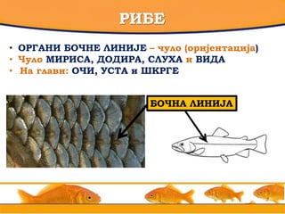 РИБЕ
• ОРГАНИ БОЧНЕ ЛИНИЈЕ – чуло (оријентација)
• Чуло МИРИСА, ДОДИРА, СЛУХА и ВИДА
• На глави: ОЧИ, УСТА и ШКРГЕ
БОЧНА ЛИНИЈА
 