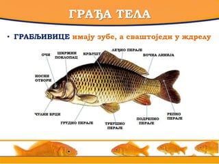 ГРАЂА ТЕЛА
• ГРАБЉИВИЦЕ имају зубе, а сваштоједи у ждрелу
 