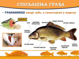 СПОЉАШЊА ГРАЂА
• ГРАБЉИВИЦЕ имају зубе, а сваштоједи у ждрелу
ШКРГЕ
 