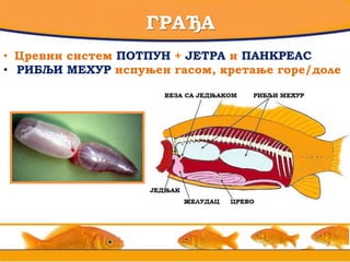 ГРАЂА
• Цревни систем ПОТПУН + ЈЕТРА и ПАНКРЕАС
• РИБЉИ МЕХУР испуњен гасом, кретање горе/доле
 