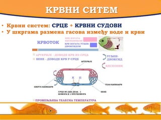 КРВНИ СИТЕМ
• Крвни систем: СРЦЕ + КРВНИ СУДОВИ
• У шкргама размена гасова између воде и крви
 