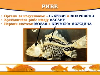 РИБЕ
• Органи за излучивање – БУБРЕЗИ и МОКРОВОДИ
• Хрскавичаве рибе имају КЛОАКУ
• Нервни систем: МОЗАК + КИЧМЕНА МОЖДИНА
 