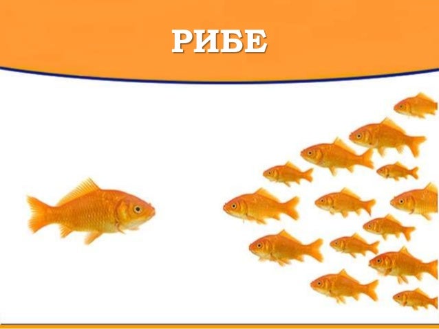 Рибе