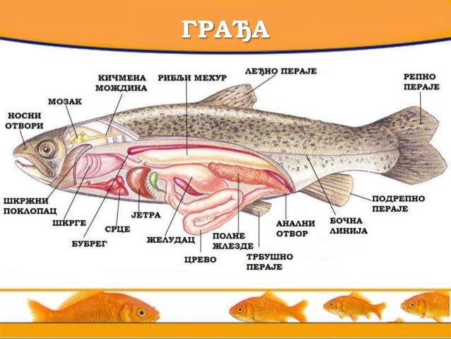 Рибе