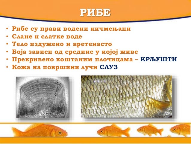 Рибе