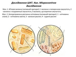 Дослідження ШКТ. Кал. Мікроскопічне
дослідження
Мал. 1. М'язові волокна (нативний препарат): 1-волокна з поперечною смугастість; 2
- волокна з поздовжньої смугастість; 3-волокна, що втратили смугастість.
Мал. 2. Неперетравлена рослинна клітковина (нативний препарат): 1 - клітковина
злаків; 2 - клітковина овочів; 3 - волоски рослин; 4 - судини рослин
 