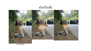 จริงหรือเท็จ
งูจงอางสามหัว
 