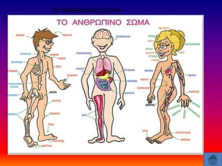 ΤΟ ΑΝΘΡΩΠΙΝΟ ΣΩΜΑ
 
