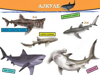 АЈКУЛЕ
ВЕЛИКА АТЛАНТСКА АЈКУЛА
ЈЈЈЈЈЈЈЈЈЈЈЈЈЈЈЈЈЈЈЈЈЈ
АЈКУЛА БАБИЦА
9 m
2 m
 