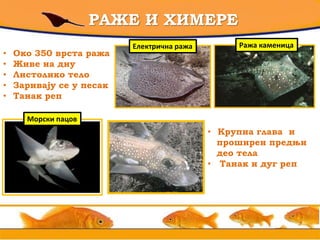 РАЖЕ И ХИМЕРЕ
• Око 350 врста ража
• Живе на дну
• Листолико тело
• Заривају се у песак
• Танак реп
Електрична ража Ража каменица
• Крупна глава и
проширен предњи
део тела
• Танак и дуг реп
Морски пацов
 
