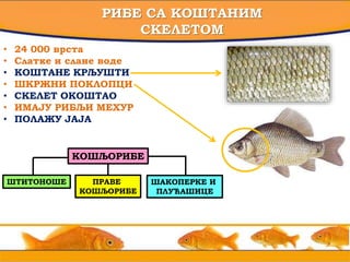 3
РИБЕ СА КОШТАНИМ
СКЕЛЕТОМ
• 24 000 врста
• Слатке и слане воде
• КОШТАНЕ КРЉУШТИ
• ШКРЖНИ ПОКЛОПЦИ
• СКЕЛЕТ ОКОШТАО
• ИМАЈУ РИБЉИ МЕХУР
• ПОЛАЖУ ЈАЈА
КОШЉОРИБЕ
ШТИТОНОШЕ ПРАВЕ
КОШЉОРИБЕ
ШАКОПЕРКЕ И
ПЛУЋАШИЦЕ
 