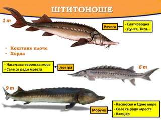 ШТИТОНОШЕ
Кечига
Јесетра
Моруна
6 m
- Слатководна
- Дунав, Тиса...
- Насељава европска мора
- Селе се ради мреста
• Коштане плоче
• Хорда
1 m
9 m
Моруна
- Каспијско и Црно море
- Селе се ради мреста
- Кавијар
 