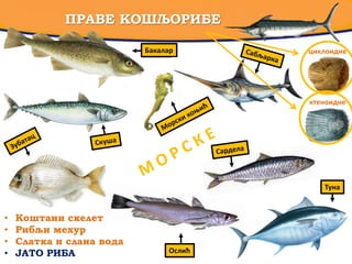 ПРАВЕ КОШЉОРИБЕ
Бакалар
Туна
циклоидне
ктеноидне
Ослић
• Коштани скелет
• Рибљи мехур
• Слатка и слана вода
• ЈАТО РИБА
 