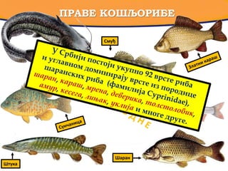 ПРАВЕ КОШЉОРИБЕ
Смуђ
Штука
Шаран
 