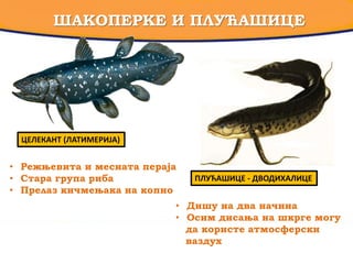 ШАКОПЕРКЕ И ПЛУЋАШИЦЕ
ЦЕЛЕКАНТ (ЛАТИМЕРИЈА)
• Режњевита и месната пераја
• Стара група риба
• Прелаз кичмењака на копно
ПЛУЋАШИЦЕ - ДВОДИХАЛИЦЕ
• Дишу на два начина
• Осим дисања на шкрге могу
да користе атмосферски
ваздух
 