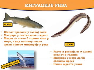 МИГРАЦИЈЕ РИБА
ЛОСОС
ЈЕГУЉА
• Живот проводи у сланој води
• Мигрира у слатке воде - мрест
• Млади се после 3 године селе у
море, а кад постану полно
зрели поново мигрирају у реке
• Расте и развија се у слакој
води (4-5 година)
• Мигрира у море да би
обавила мрест
• Након мреста угине
 