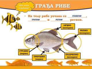 • вв
ГРАЂА РИБЕШта знате
о рибама?
• На телу рибе уочава се ____________,
____________ и ____________ регион.
ГЛАВЕНИ
ТРУПНИ РЕПНИ
1
РЕПНО
(непарно)
2ЛЕЂНО
(непарно)
3
ГРУДНО
(парно)
4ТРБУШНО
(парно)
5ПОДРЕПНО
(непарно)
 