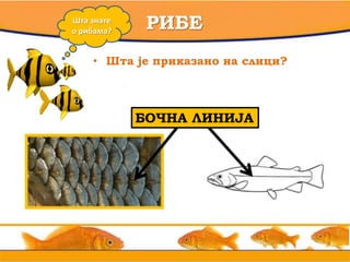 • вв
РИБЕШта знате
о рибама?
• Шта је приказано на слици?
? ? ?БОЧНА ЛИНИЈА
 
