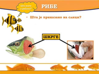 • вв
РИБЕШта знате
о рибама?
• Шта је приказано на слици?
? ? ?ШКРГЕ
 