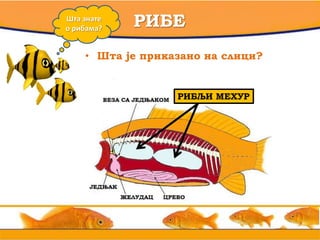 • вв
РИБЕШта знате
о рибама?
• Шта је приказано на слици?
МММММММ? ? ?РИБЉИ МЕХУР
 