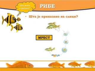 • вв
РИБЕШта знате
о рибама?
• Шта је приказано на слици?
МММММММ
? ? ?МРЕСТ
 
