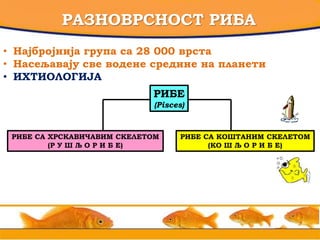 РАЗНОВРСНОСТ РИБА
• Најбројнија група са 28 000 врста
• Насељавају све водене средине на планети
• ИХТИОЛОГИЈА
РИБЕ
(Pisces)
РИБЕ СА ХРСКАВИЧАВИМ СКЕЛЕТОМ
(Р У Ш Љ О Р И Б Е)
РИБЕ СА КОШТАНИМ СКЕЛЕТОМ
(КО Ш Љ О Р И Б Е)
 