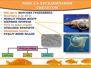3
РИБЕ СА ХРСКАВИЧАВИМ
СКЕЛЕТОМ
• 800 врста МОРСКИХ ГРАБЉИВИЦА
• Величина и до 20 m
• НЕМАЈУ РИБЉИ МЕХУР
• ШКРЖНИ ПРОРЕЗИ
• Уста са доње стране
• ЗУБОЛИКЕ КРЉУШТИ
• Одвојених полова
• РАЂАЈУ ЖИВЕ МЛАДЕ
РУШЉОРИБЕ
АЈКУЛЕ РАЖЕ ХИМЕРЕ
 