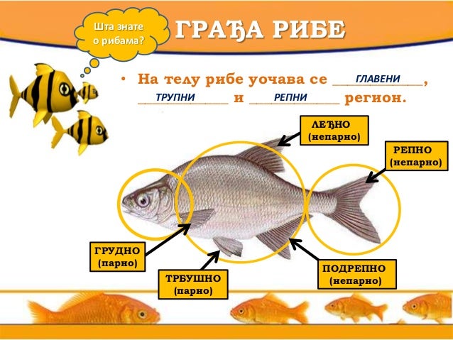 Разноврсност риба