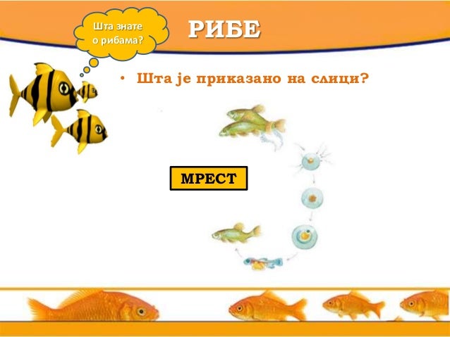 Разноврсност риба