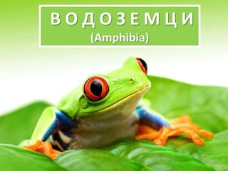 В О Д О З Е М Ц И
(Amphibia)
 