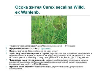 Осока житня Carex secalina Willd.
ex Wahlenb.
 Таксономічна належність: Родина Осокові (Смикавцеві) — Cyperaceae.
 Природоохоронний статус виду: Вразливий.
 Наукове значення: Рідкісний вид на пн. межі ареалу.
 Ареал виду та його поширення в Україні: Євразійський вид, поширений диз’юнктивно в 
Центральній та Сх. Європі, на Кавказі, в Сибіру, на Далекому Сході, у Середній і Зх. Азії. 
В Україні зростає у Лісостепу і Степу. Адм. регіони: Кв, Чн, Вн, Кд, Дн, Пл, Хр, Од, Мк.
 Чисельність та структура популяцій: Усі популяції ізольовані, представлені малими 
площами і чисельністю особин, однак деякі мають синантропний характер поширення 
(рудеральні території — м. Київ, Полтава).
 Причини зміни чисельності: Потерпає від надмірного випасання, рекреаційного 
навантаження.
 