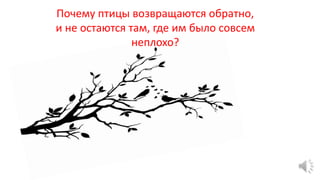 Почему птицы возвращаются обратно,
и не остаются там, где им было совсем
неплохо?
 