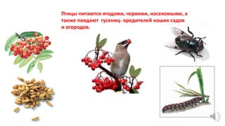 Птицы питаются ягодами, червями, насекомыми, а
также поедают гусениц- вредителей наших садов
и огородов.
 