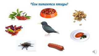 Чем питаются птицы?
 