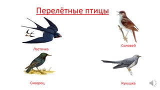 Скворец
Ласточка
Кукушка
Перелётные птицы
Соловей
 