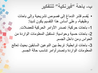 10
•‫باحات‬ ‫وإلى‬ ‫تشرٌحٌة‬ ‫فصوص‬ ‫إلى‬ ‫الدماغ‬ ‫قشر‬ ‫ُقسم‬ٌ
‫لدٌنا‬ ‫ٌكون‬ ‫التقسٌم‬ ‫هذا‬ ‫أساس‬ ‫وعلى‬ ،‫وظٌفٌة‬:
1-‫حركٌة‬ ‫باحات‬:‫للعضالت‬ ‫الحركٌة‬ ‫األوامر‬ ‫تصدر‬.
2-‫وحواسٌة‬ ‫حسٌة‬ ‫باحات‬:‫من‬ ‫الواردة‬ ‫المعلومات‬ ‫تستقبل‬
‫الجسم‬ ‫داخل‬ ‫ومن‬ ‫الحواس‬.
3-‫ترابطٌة‬ ‫باحات‬:‫تعالج‬ ‫بحٌث‬ ‫السابقٌن‬ ‫النوعٌن‬ ‫بٌن‬ ‫تربط‬
‫الجسم‬ ‫حالة‬ ‫تناسب‬ ‫وتصدرأوامر‬ ‫الواردة‬ ‫المعلومات‬.
 