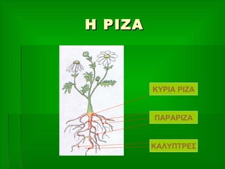 Η ΡΙΖΑΗ ΡΙΖΑ
ΚΥΡΙΑ ΡΙΖΑ
ΠΑΡΑΡΙΖΑ
ΚΑΛΥΠΤΡΕΣ
 