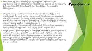 Քլորոֆիտում
 Մինչ այժմ մի քանի կարծիք կա Քլորոֆիտումի ընտանեկան
պատկանելիության վերաբերյալ, ոմանք նրան դասում են շուշանների,
իսկ մյուսները ծնեբեկի ընտանիքին: Հայրենիքը` Հարավային
Ամերիկան է:
 Քլորոֆիտումը ամենատարածված սենյակային բույսերից է: Դա
զարմանալի չէ, քանի որ նա շատ արագ է մեծանում,ունի կորացած
գեղեցիկ տերևներ, գարնանը ու ամռանը նրա բարակ ցողուններին
հայտնվում են մանր սպիտակ ծաղիկներ ,իսկ հետո փոքրիկ տերևների
փունջ: Դրանք կարելի է առանձնացնել և
արմատակալել: Քլորոֆիտումի ճանաչված լինելու մյուս պատճառը
նրա դիմացկունությունն է : Այս բույսը շատ է սիրում լույս:
 Քլորոֆիտում փուփուլավորը` Chlorophytum comosus շատ երկրներում
աճեցնում են ավելի քան 200 տարի: Կորացած տերևները գեղեցիկ
փունջ են կազմում, երկար ծաղկատարների վրա աճում են դուստր
տերևային փնջերը: Քլորոֆիտումը կարելի աճեցնել հոլերում կամ
աստիճանավանդակներում, ինչպես նաև լողարաններում,եթե այնտեղ
կա պատուհան:
 