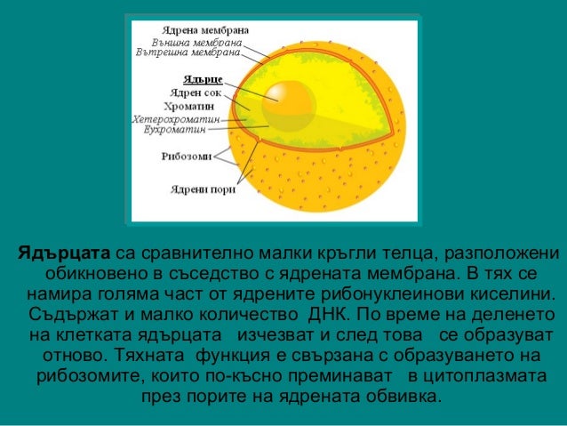 клетъчно ядро