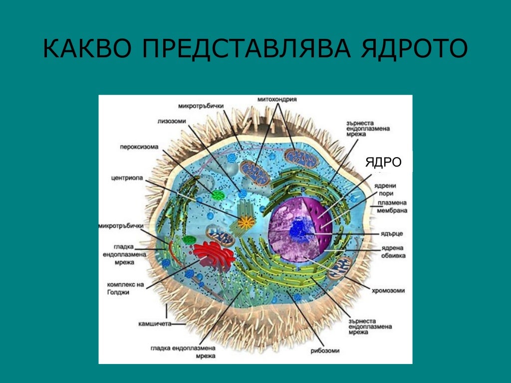 Нетронутое ядро владеющих. Графическое ядро.
