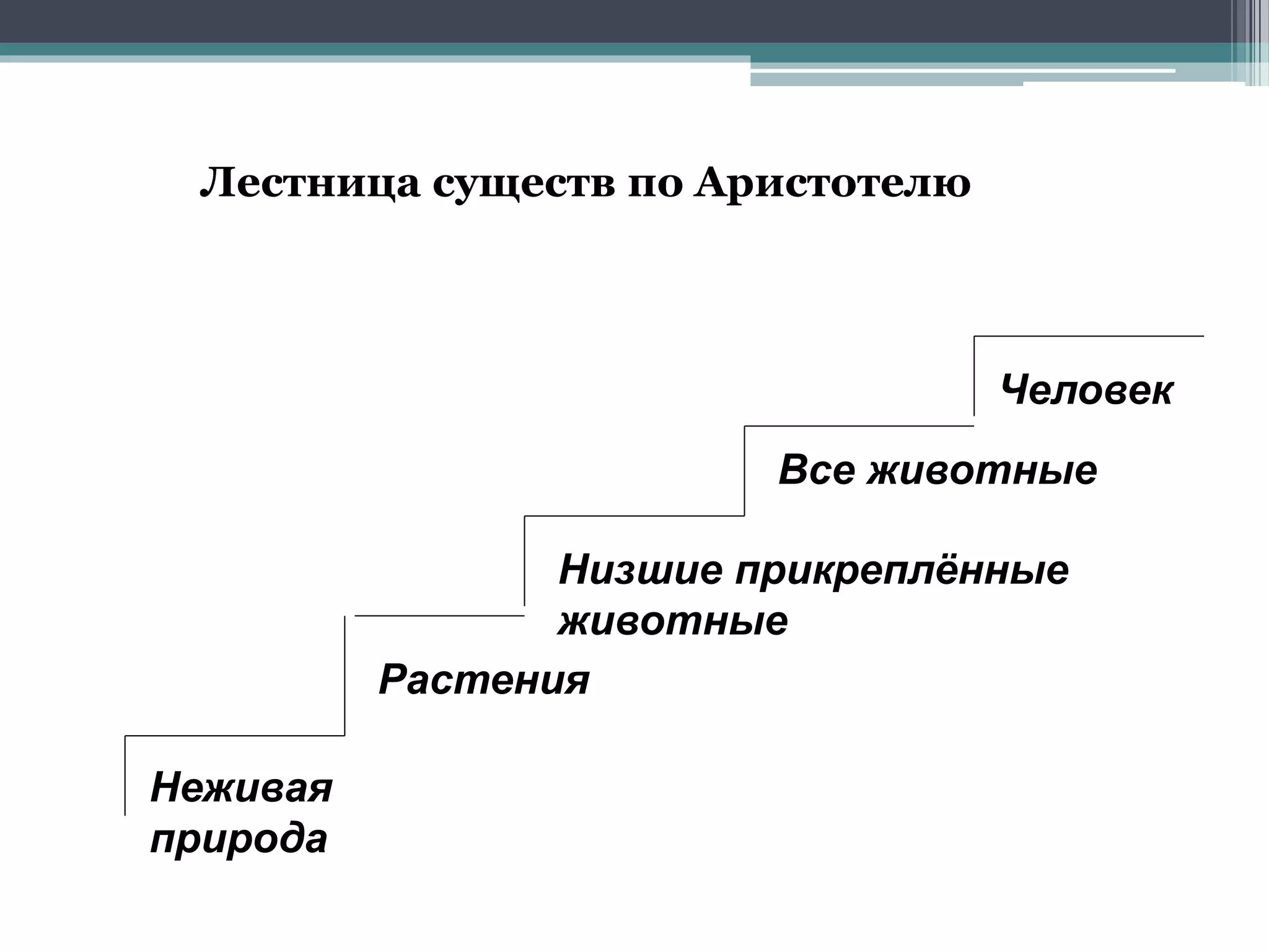 Неживая
природа
Все животные
Растения
Низшие прикреплённые
животные
Лестница существ по Аристотелю
Человек
 